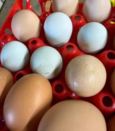 Rhode Island Red Hatching Eggs