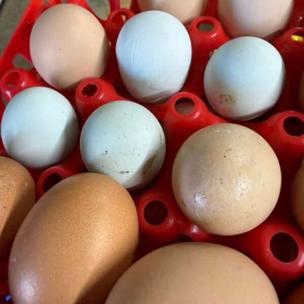Rhode Island Red Hatching Eggs