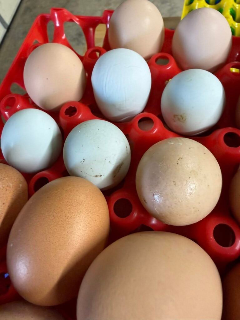 Rhode Island Red Hatching Eggs