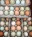 Assorted Chicken Hatching Eggs