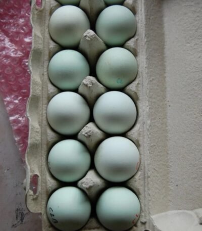 Easter Egger Hatching Eggs