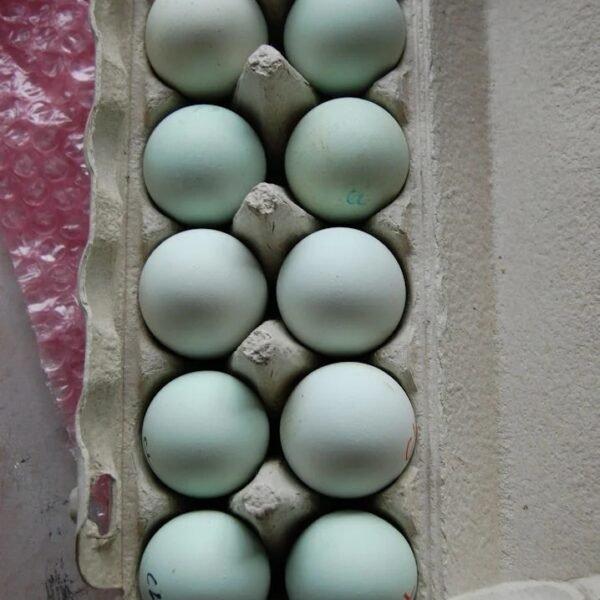Easter Egger Hatching Eggs